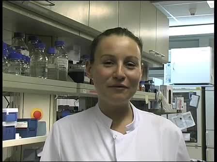 Production of Chick Embryo Extract for the Cultivation of Murine Neural Crest Stem Cells