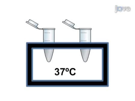 <em>In vitro</em> tRNA Methylation Assay with the <em>Entamoeba histolytica</em> DNA and tRNA Methyltransferase Dnmt2 (Ehmeth) Enzyme