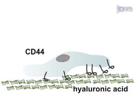 Micropatterned Surfaces to Study Hyaluronic Acid Interactions with Cancer Cells