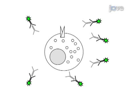 Quantitative Measurement of GLUT4 Translocation to the Plasma Membrane by Flow Cytometry