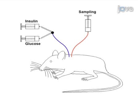 Hyperinsulinemic-Euglycemic Clamp in the Conscious Rat