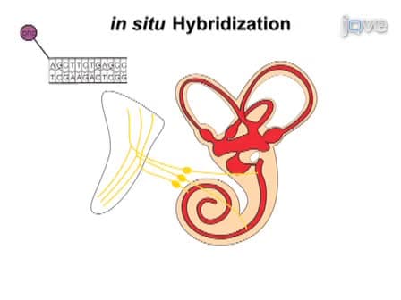 Combining Lipophilic dye, in situ Hybridization, Immunohistochemistry, and Histology