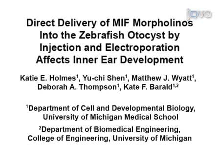 Direct Delivery of MIF Morpholinos Into the Zebrafish Otocyst by Injection and Electroporation Affects Inner Ear Development