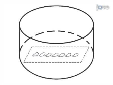 RNAi Interference by dsRNA Injection into <em>Drosophila</em> Embryos