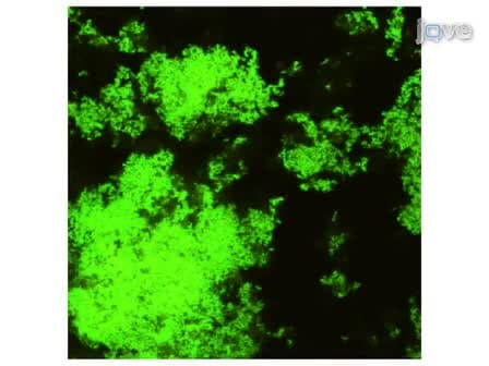 <em>In vitro</em> Biofilm Formation in an 8-well Chamber Slide