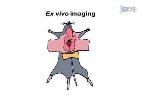 Multiple-mouse Neuroanatomical Magnetic Resonance Imaging