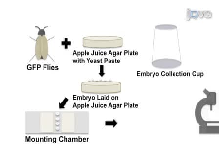 Imaging Cell Shape Change in Living Drosophila Embryos