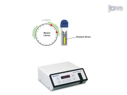 Mutagenesis and Functional Selection Protocols for Directed Evolution of Proteins in <em>E. coli</em>