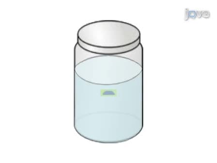 Yeast Colony Embedding Method