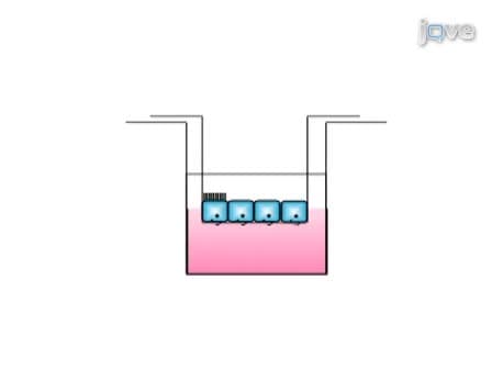 Isolation of Mouse Respiratory Epithelial Cells and Exposure to Experimental Cigarette Smoke at Air Liquid Interface