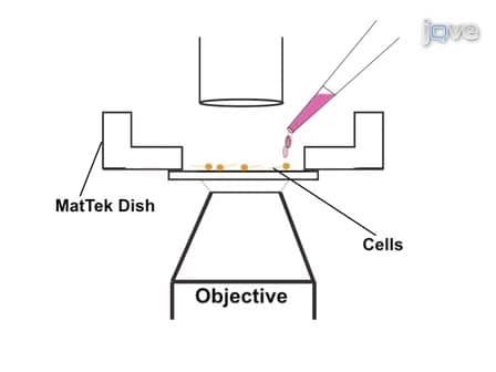 Live-imaging of PKC Translocation in Sf9 Cells and in Aplysia Sensory Neurons