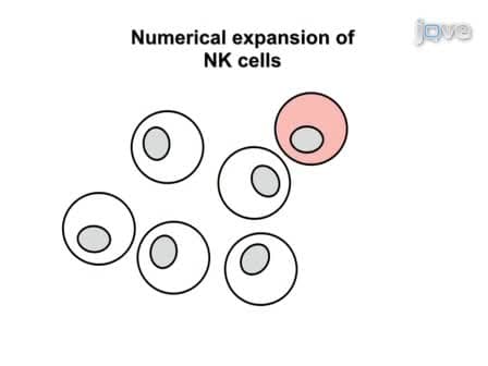 Expansion, Purification, and Functional Assessment of Human Peripheral Blood NK Cells