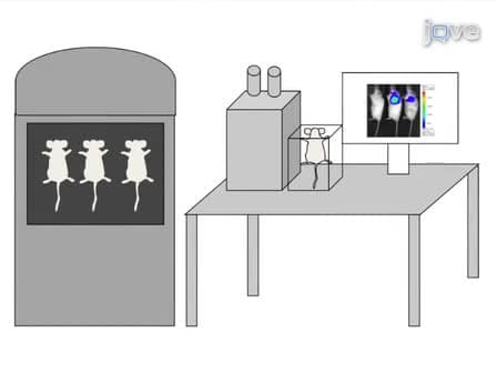 Using Luciferase to Image Bacterial Infections in Mice