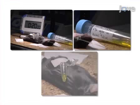 Use of a Hanging-weight System for Isolated Renal Artery Occlusion