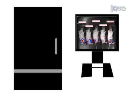 Orthotopic Xenografting of Human Luciferase-Tagged Malignant Peripheral Nerve Sheath Tumor Cells for <em>in vivo</em> Testing of Candidate Therapeutic Agents