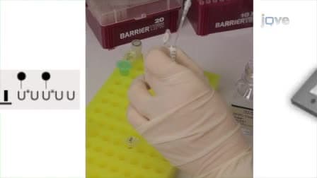 Microarray Analysis for Saccharomyces cerevisiae