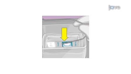 A 1.5 Hour Procedure for Identification of <em>Enterococcus</em> Species Directly from Blood Cultures