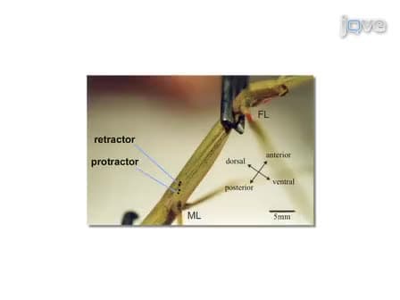 Studying the Neural Basis of Adaptive Locomotor Behavior in Insects
