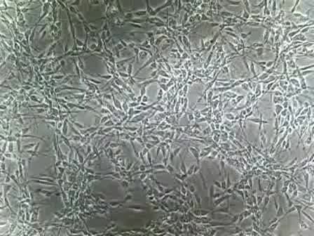 Passaging Human Neural Stem Cells