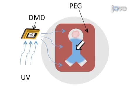 Fabrication of Micropatterned Hydrogels for Neural Culture Systems using Dynamic Mask Projection Photolithography
