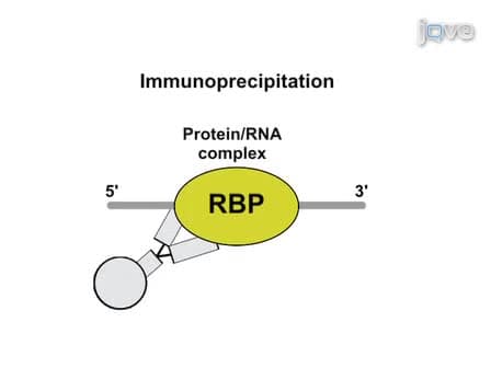 iCLIP - Transcriptome-wide Mapping of Protein-RNA Interactions with Individual Nucleotide Resolution