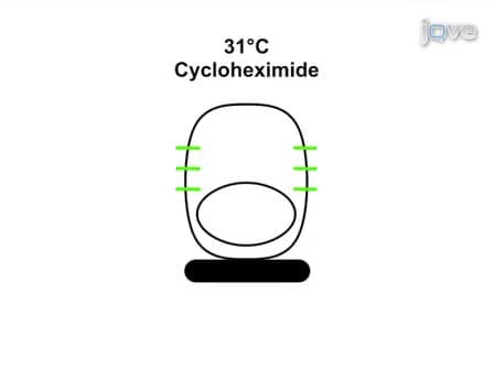 Analyzing the Function of Small GTPases by Microinjection of Plasmids into Polarized Epithelial Cells