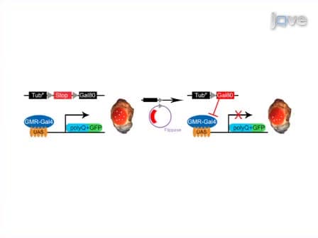Mapping and Application of Enhancer-trap Flippase Expression in Larval and Adult <em>Drosophila</em> CNS