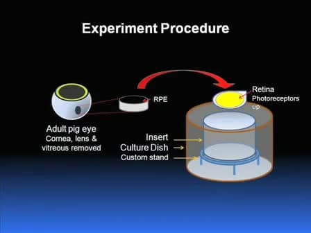 Organotypic Culture of Full-thickness Adult Porcine Retina