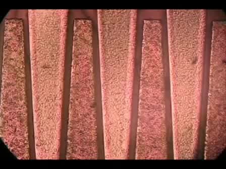 Silicon Microchips for Manipulating Cell-cell Interaction