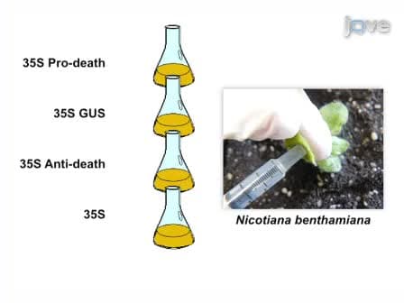 A β-glucuronidase GUS Based Cell Death Assay