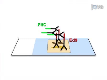 Use of Fluorescent Immuno-Chemistry for the detection of Edwardsiella ictaluri in channel catfish (I. punctatus) samples