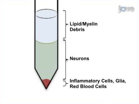 Quantitative Assessment of Immune Cells in the Injured Spinal Cord Tissue by Flow Cytometry: a Novel Use for a Cell Purification Method