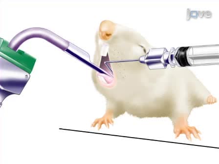 Non-surgical Intratracheal Instillation of Mice with Analysis of Lungs and Lung Draining Lymph Nodes by Flow Cytometry