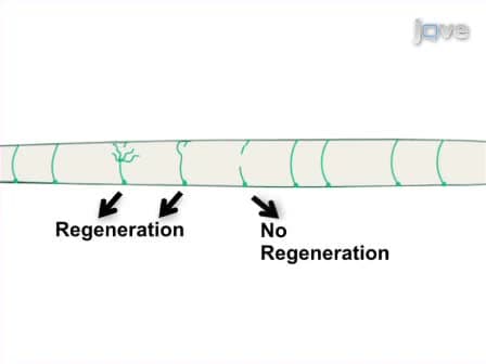 In vivo Laser Axotomy in C. elegans