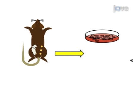 Mammary Transplantation of Stromal Cells and Carcinoma Cells in C57BL/6J Mice