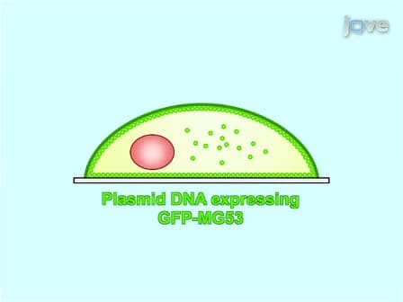 Visualization of MG53-mediated Cell Membrane Repair Using <em>in vivo</em> and <em>in vitro</em> Systems