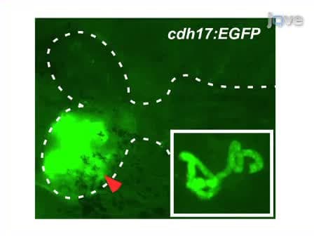Transplantation of Cells Directly into the Kidney of Adult Zebrafish