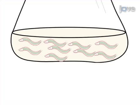 High-throughput Screening and Biosensing with Fluorescent C. elegans Strains