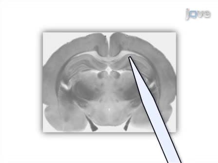 Vibrodissociation of Neurons from Rodent Brain Slices to Study Synaptic Transmission and Image Presynaptic Terminals