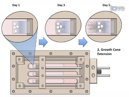 Axon Stretch Growth: The Mechanotransduction of Neuronal Growth