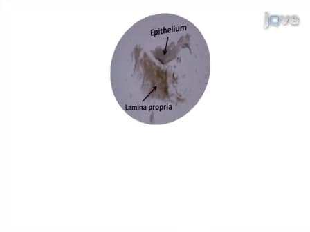 Isolating Nasal Olfactory Stem Cells from Rodents or Humans