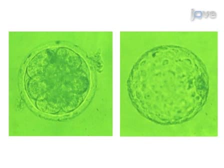 Cryopreservation of Preimplantation Embryos of Cattle, Sheep, and Goats