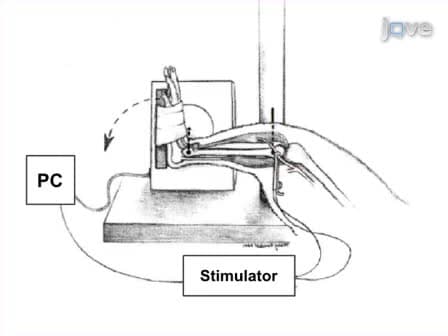 An <em>in vivo</em> Rodent Model of Contraction-induced Injury and Non-invasive Monitoring of Recovery