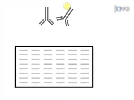 Quantitative Analyses of all Influenza Type A Viral Hemagglutinins and Neuraminidases using Universal Antibodies in Simple Slot Blot Assays
