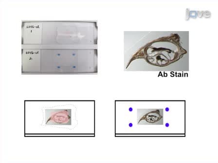 Vibratome Sectioning for Enhanced Preservation of the Cytoarchitecture of the Mammalian Organ of Corti