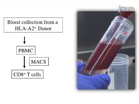 HLA-Ig Based Artificial Antigen Presenting Cells for Efficient <em>ex vivo</em> Expansion of Human CTL