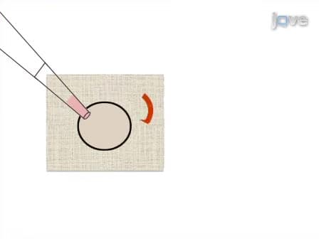 Alginate Hydrogels for Three-Dimensional Organ Culture of Ovaries and Oviducts