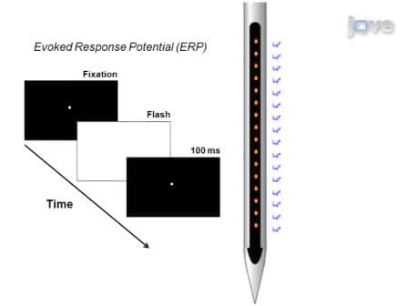Examining Local Network Processing using Multi-contact Laminar Electrode Recording