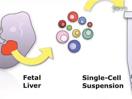 Identification and Analysis of Mouse Erythroid Progenitors using the CD71/TER119 Flow-cytometric Assay