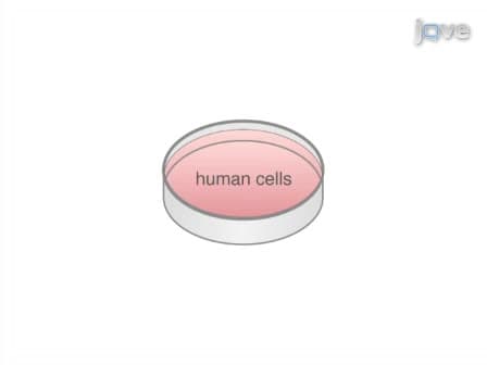 Transduction of Human Cells with Polymer-complexed Ecotropic Lentivirus for Enhanced Biosafety